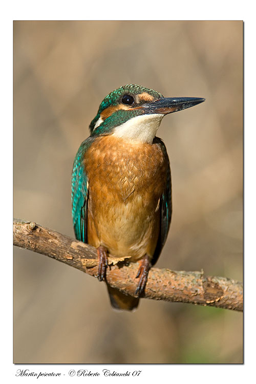 Martin pescatore -  Alcedo atthis